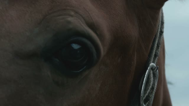 Eye Of A Horse Close-up