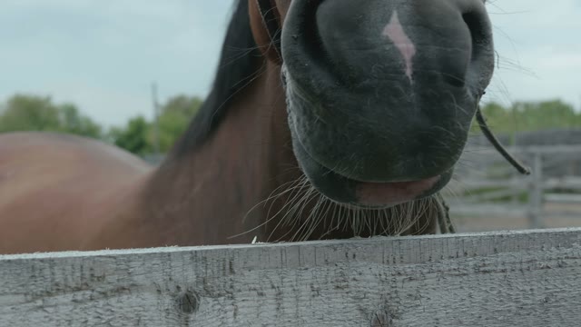Brown Horse Close-up