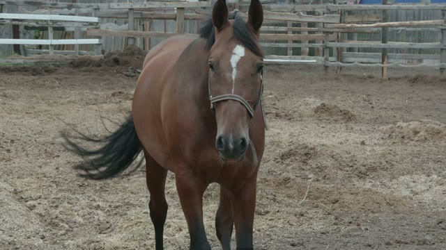 Horse Walking On The Paddock