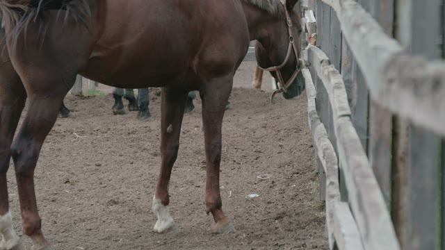 Horses Stand In The Paddock