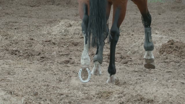 Feet Of Horse Close-up