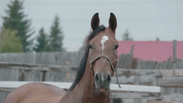 Brown Horse Close-up