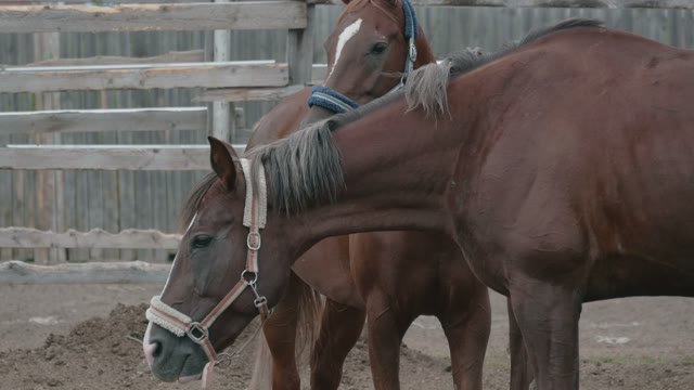 Horses In The Paddock Close-up