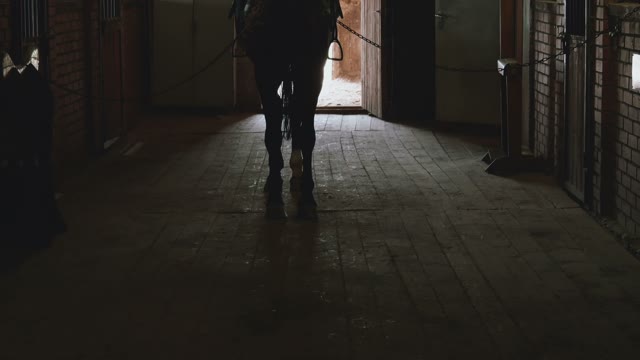 Silhouette Of A Horse In The Paddock