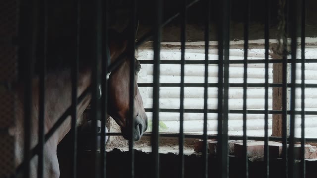 Horse In A Stall Close-up
