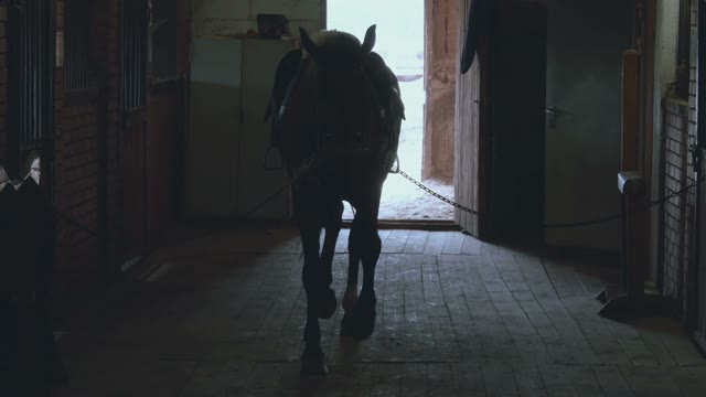 Silhouette Of A Horse In The Paddock