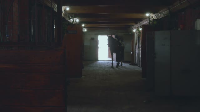 Silhouette Of A Horse In The Paddock