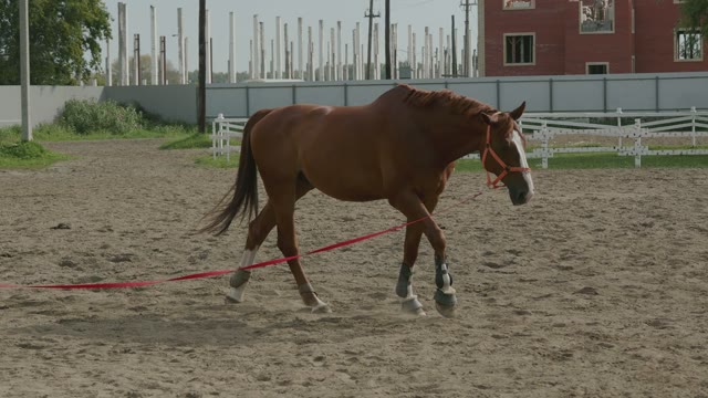 Brown Horse Walking On A Leash