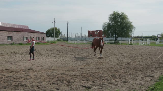Brown Horse Walking On A Leash