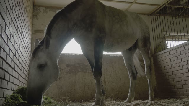 Horse In The Stall Eating Grass