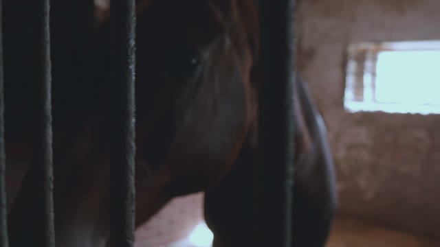 Horse In The Stall Close-up