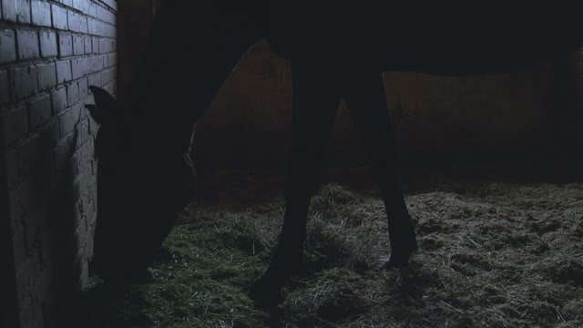 Silhouette Of A Horse Eating Grass