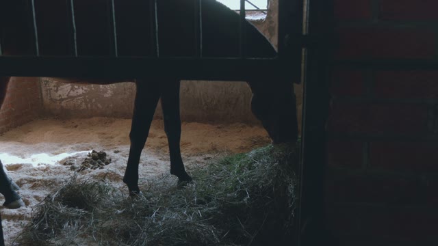 Silhouette Of A Horse Eating Grass