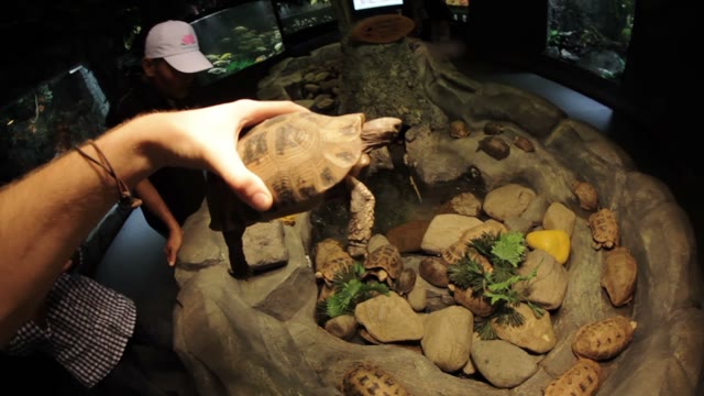 Man's Hand Holding A Turtle Close-up