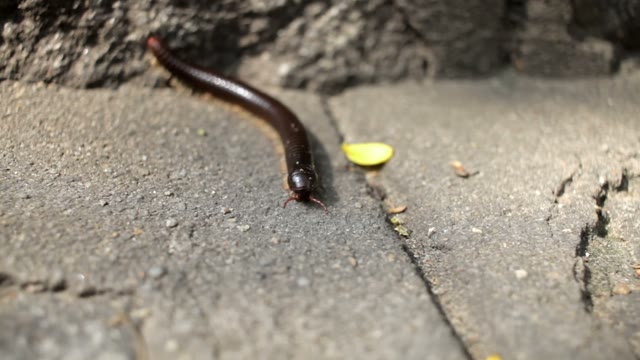 Centipede Crawling On The Asphalt