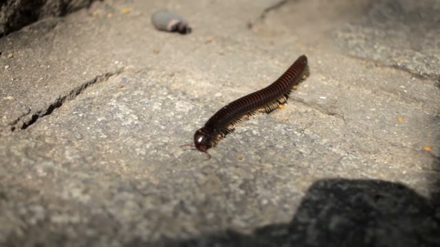 Centipede Crawling On The Asphalt