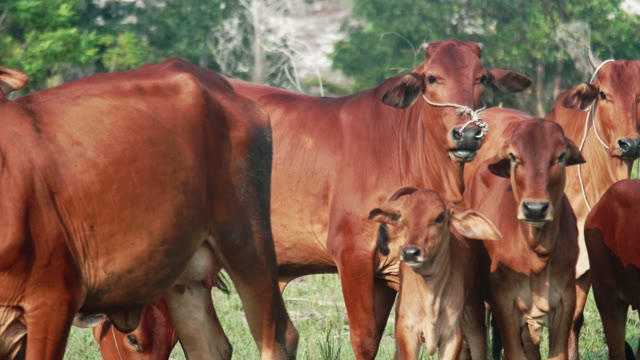 Cows Pasture Close