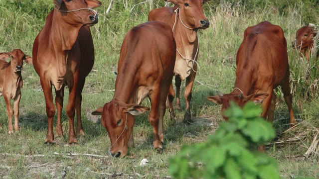 Cows Pasture Close