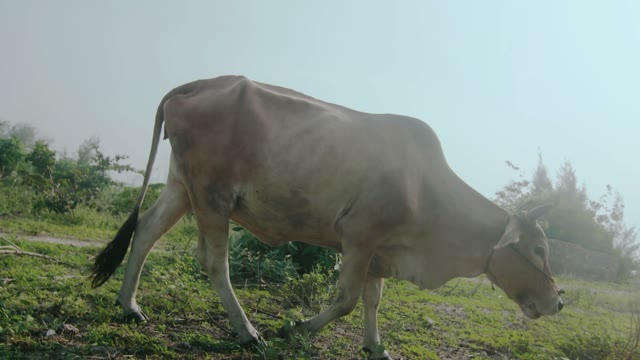 Cow Pasture Close