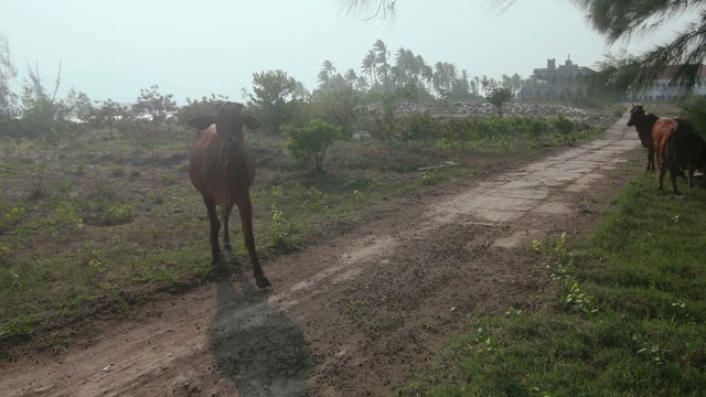 Cows Pasture Close