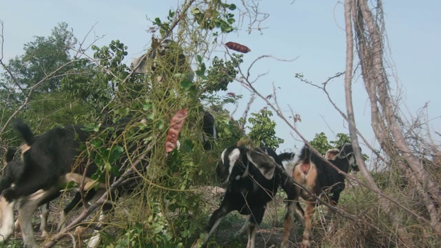 Goat Graze Grass