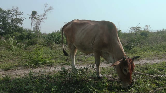 Cow Pasture Close