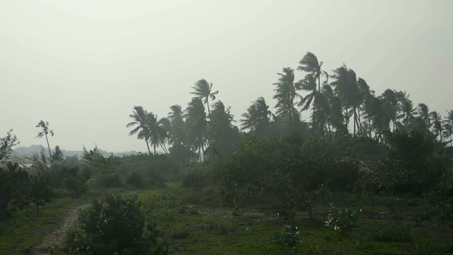 Views Of The Palm And The Trees