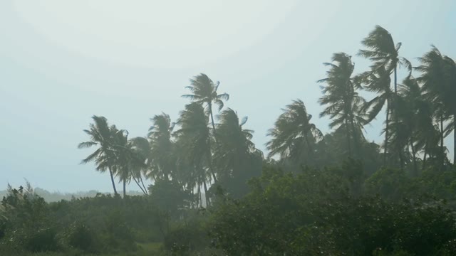 Views Of The Palm And The Trees