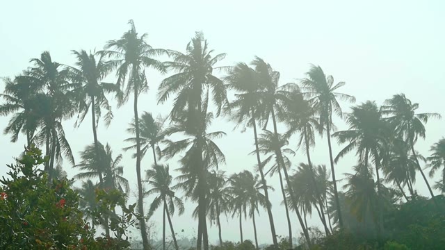 Views Of The Palm And The Trees