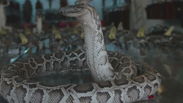 Figure Snake Close