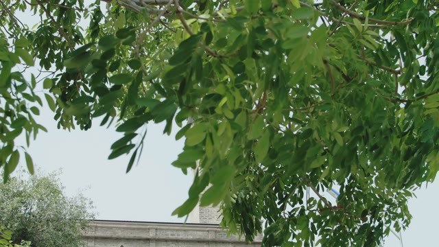 Church Cross Top