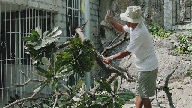 Man Chopping Tree Branches