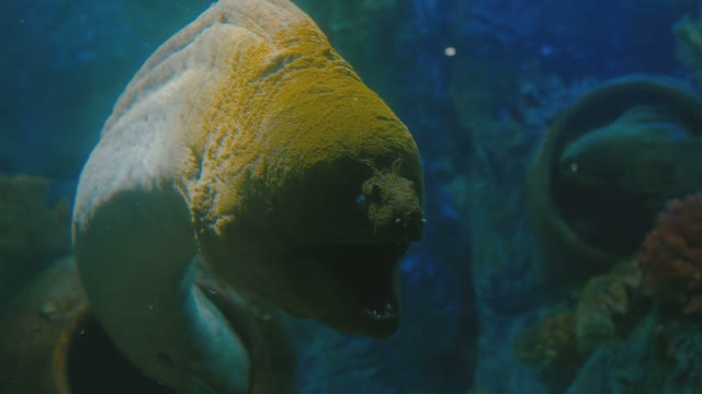 Moray Eel In An Aquarium Close-up