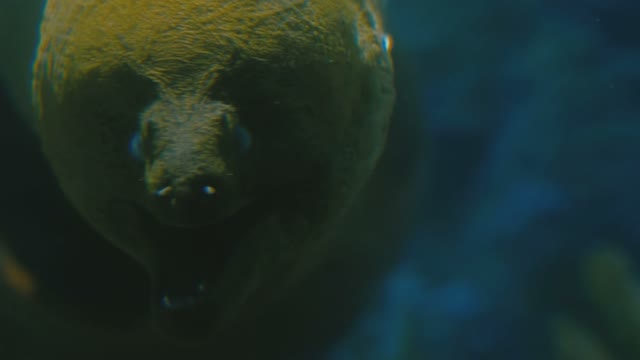 Moray Eel In An Aquarium Close-up