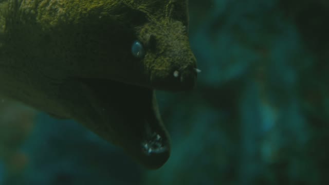 Sea Moray Eel Close