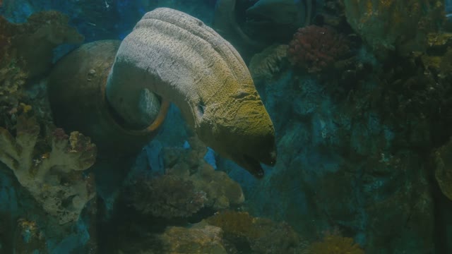 Sea Moray Eel Close