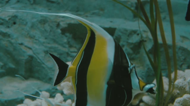 Сolorful Fishes In An Aquarium Close-up