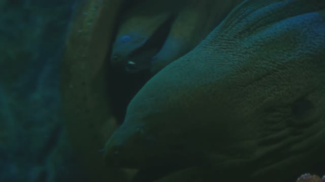 Sea Moray Eel Close