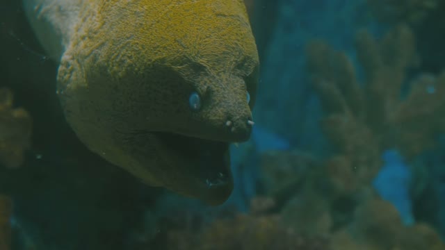 Sea Moray Eel Close