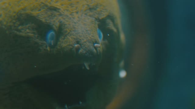 Sea Moray Eel Close