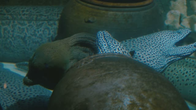 Sea Moray Eels Close