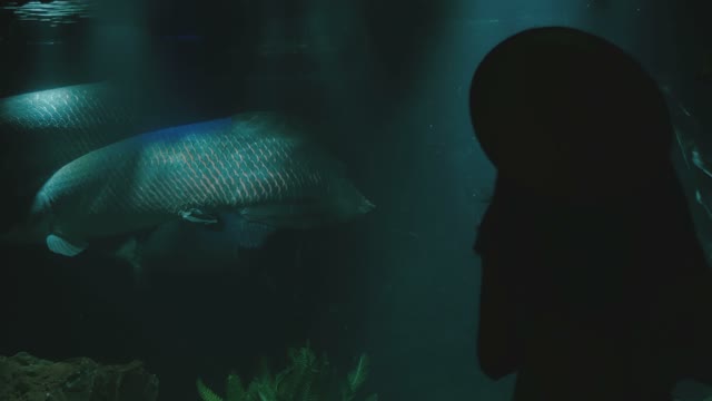 Silhouette Of A Girl Touching Aquarium With Fish