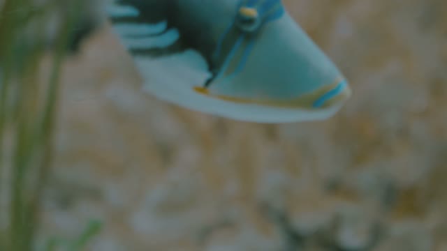 Colorful Fish In An Aquarium Close-up