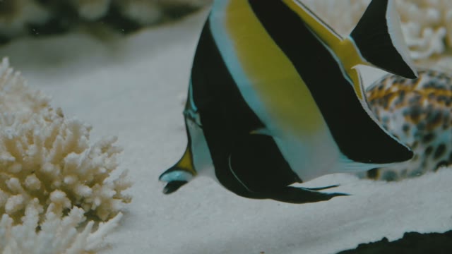 Colorful Fish In An Aquarium Close-up