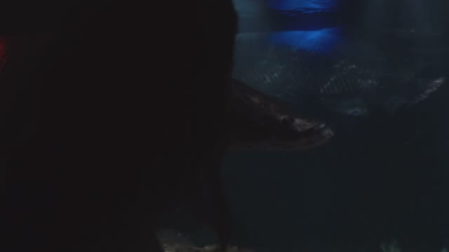Girl Touches Aquarium With Fishes Close-up
