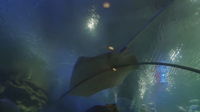 People Look At Stingray Close-up