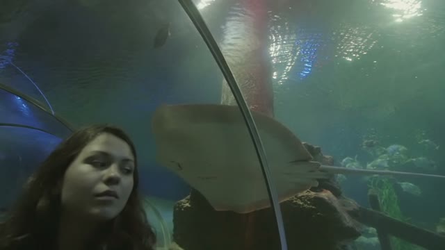 People Look At Stingray In A Large Aquarium