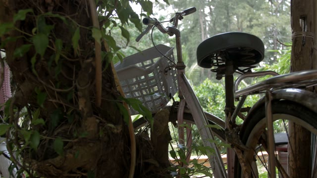 Bike Stands In The Thicket Of The Rainforest