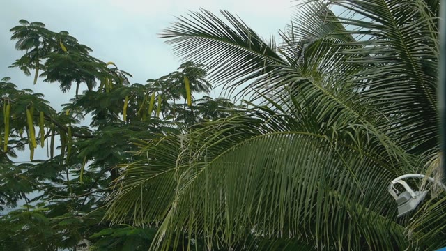 A View Of Palm Trees And Blue Sky