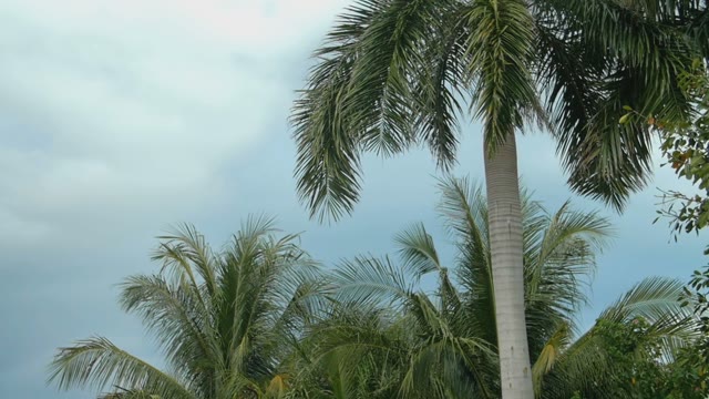 The Leaves Of Palm Trees On A Sky Background